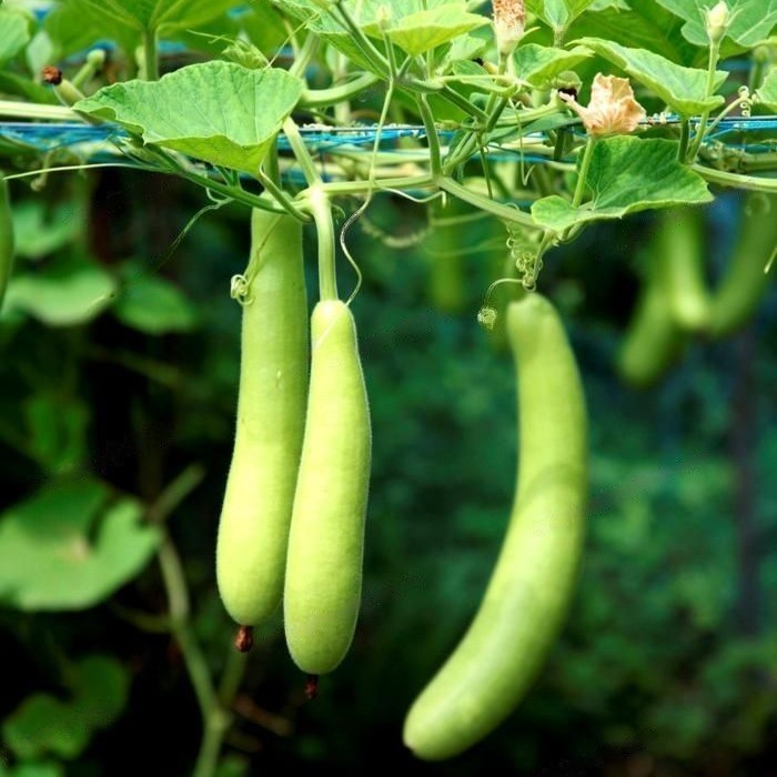 Vegetables